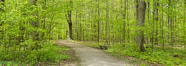 Pfad im Wald zur Frühlingszeit — Stockfoto