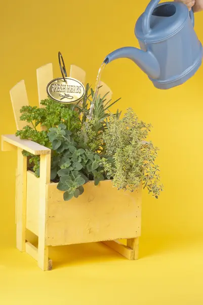 Annaffiare un cestino di erbe fresche — Foto Stock