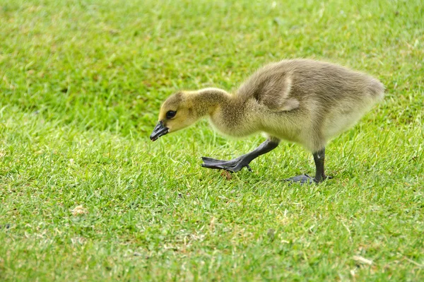 ゴスリングは草の上に食べ物を探しています — ストック写真