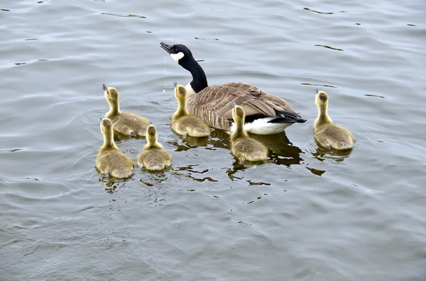 Canada Famiglia delle oche — Foto Stock