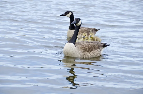 Familia de gansos Canadá — Foto de Stock