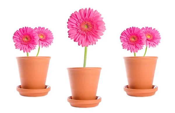 Margarida Gerbera rosa em vasos de terracota isolados em branco — Fotografia de Stock