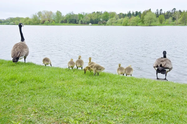 カナダのガチョウの家族 — ストック写真