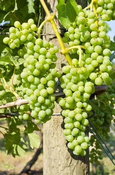 Uvas de Vino Verde Madurando en la Viña — Foto de Stock