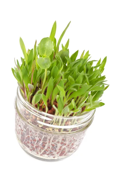 Little Patch of Grass Growing Out of a Jar — Stock Photo, Image