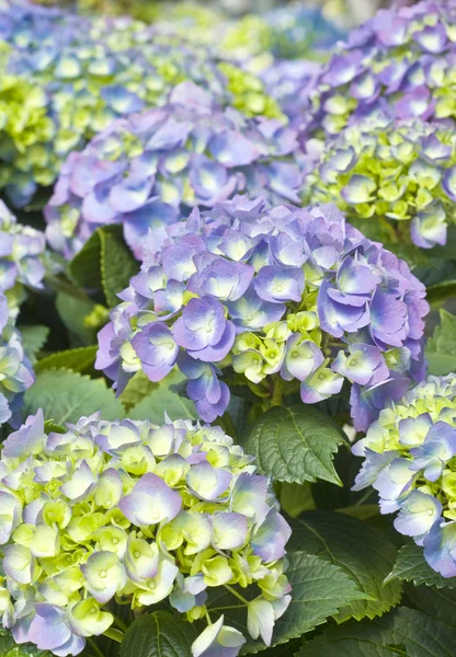 Hortensias en flor —  Fotos de Stock