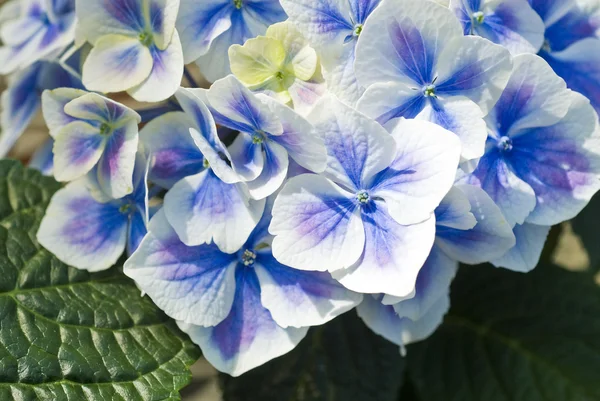 Ortensia viola Fioritura — Foto Stock