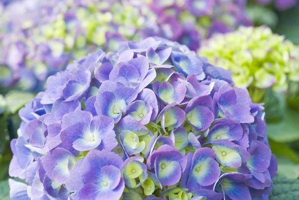 Hortensias en flor —  Fotos de Stock