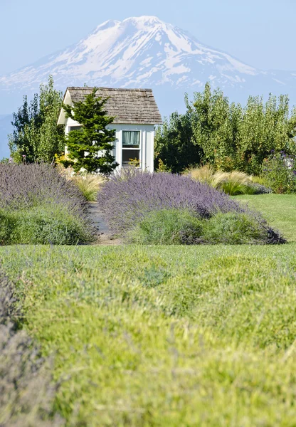 Lavendel veld, boomgaard en mount adams — Stockfoto