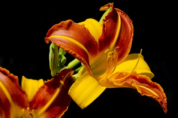 Flores de lirio en Bloom — Foto de Stock