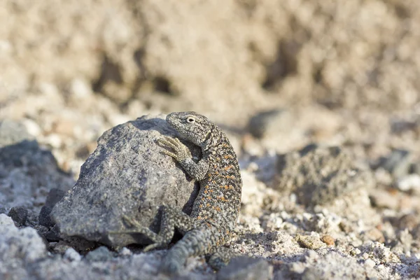 Lagarto de Fabios en el Desierto de Atacama Chile —  Fotos de Stock