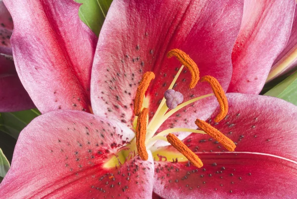 Közelről egy rózsaszín liliom — Stock Fotó