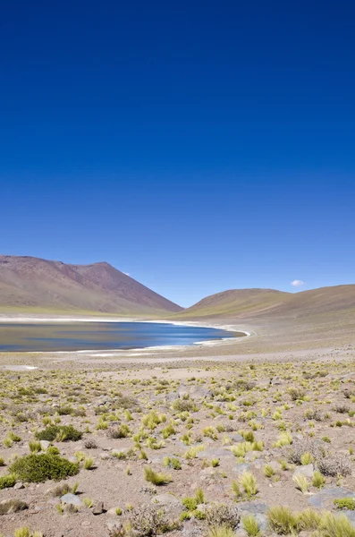 Minisques Lagoon Altiplano Chile — Stock Photo, Image