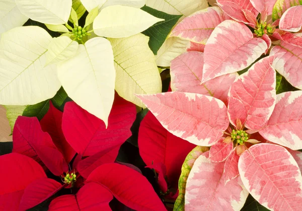 Барвисті Poinsettia крупним планом — стокове фото