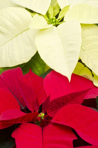 Poinsétia colorida Closeup — Fotografia de Stock