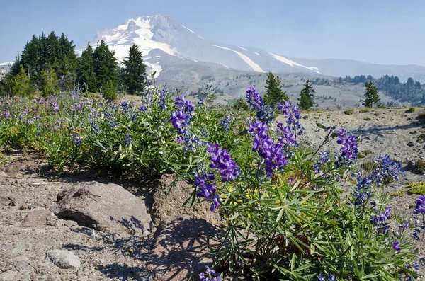 Mount Hood — Stockfoto