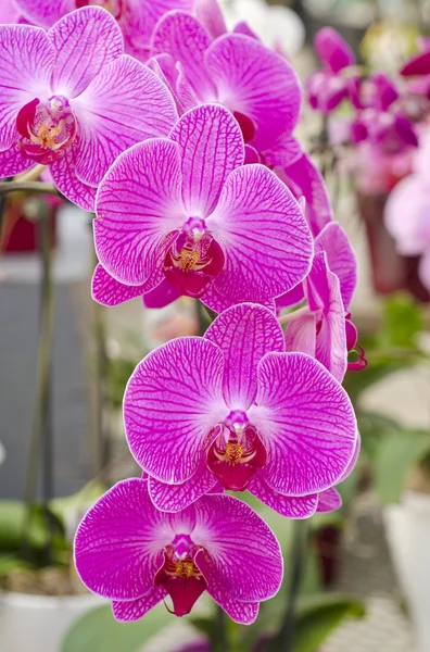 Flores vermelhas da orquídea — Fotografia de Stock