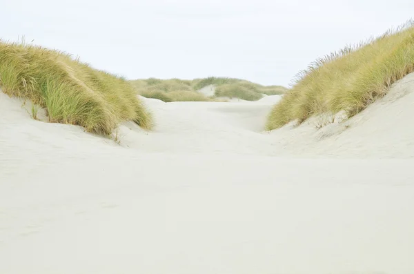 The Coastal Sand Dunes of Oregon — Stock Photo, Image