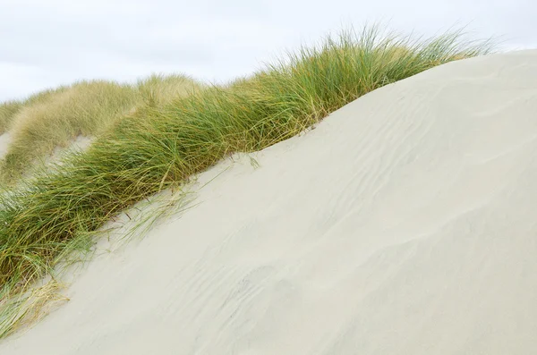 The Coastal Sand Dunes of Oregon — Stock Photo, Image