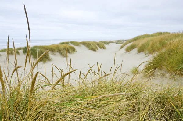 The Coastal Sand Dunes of Oregon — Stock Photo, Image