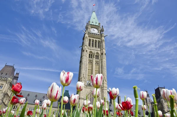 Parliament Hill (Ottawa) и Tulips — стоковое фото