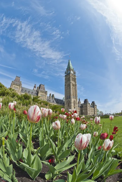 Edifício do Parlamento de Otava e Tulipas — Fotografia de Stock