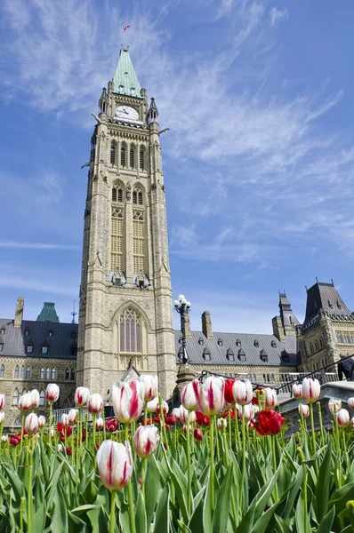 Parliament Hill (Ottawa) and Tulips — Stock Photo, Image