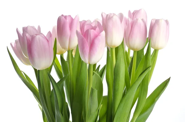 Flores de Tulipán Rosa Claro Aisladas en Blanco —  Fotos de Stock
