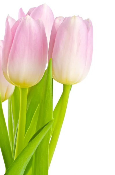 Flores de Tulipán Rosa Claro Aisladas en Blanco —  Fotos de Stock