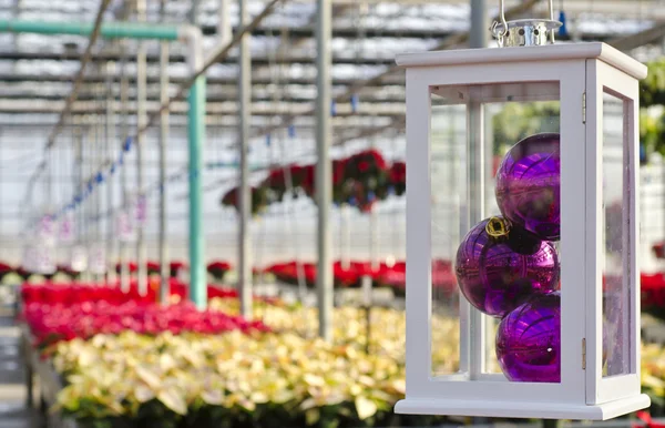 Christmas Poinsettias and Decorations in a Plant Nursery — Stock Photo, Image