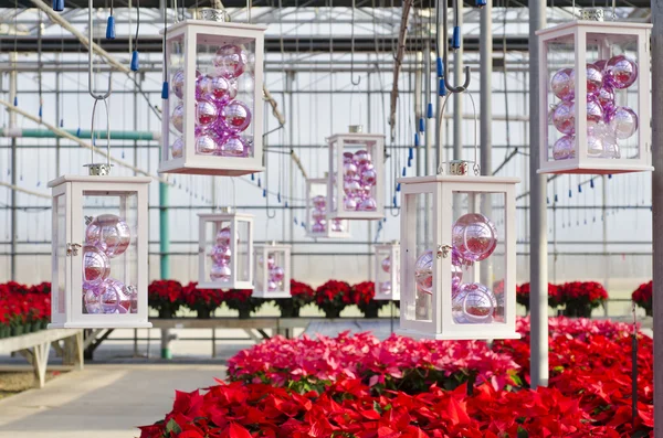 Christmas Poinsettias and Decorations in a Plant Nursery — Stock Photo, Image