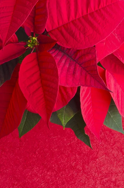 Red Poinsettia — Stock Photo, Image