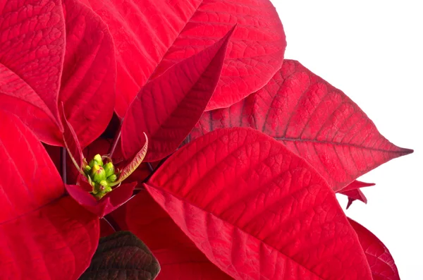 Poinsettia roja aislada en blanco — Foto de Stock