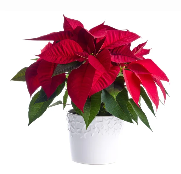 Una olla de Poinsettia roja aislada en blanco — Foto de Stock