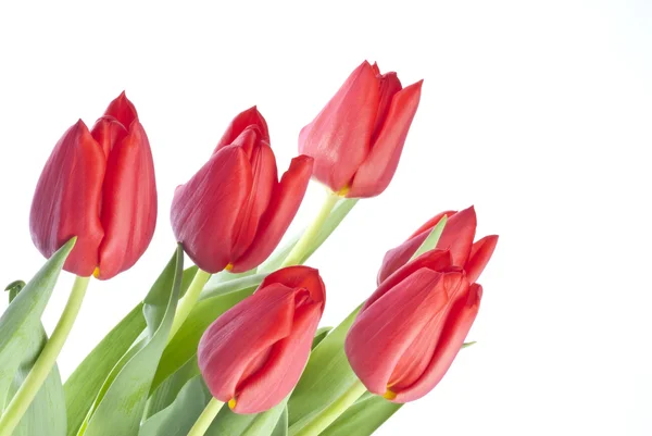 Bund roter Tulpen isoliert auf weißem Grund — Stockfoto