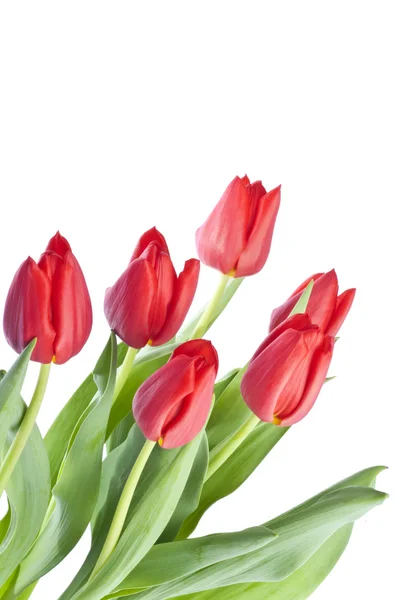 Manojo de tulipanes rojos aislados en blanco —  Fotos de Stock