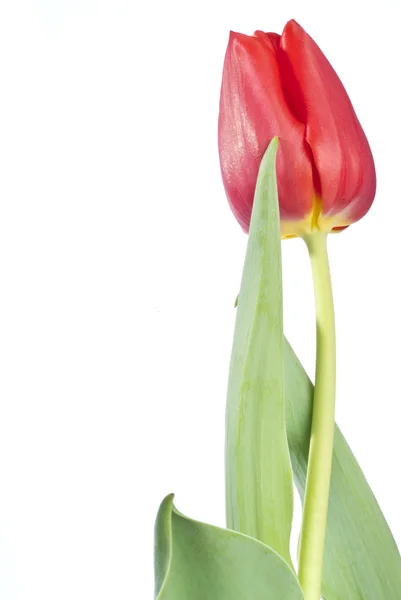 Un Tulipanes Rojos Aislados en Blanco —  Fotos de Stock
