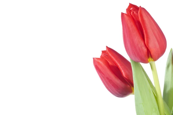 Dos tulipanes rojos aislados en blanco —  Fotos de Stock