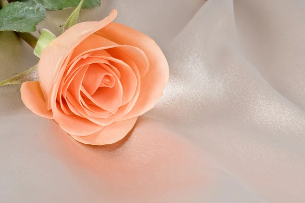 Broskvový růže na satén — Stock fotografie