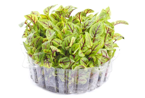 Organic Sorrel in a Plastic Container — Stock Photo, Image