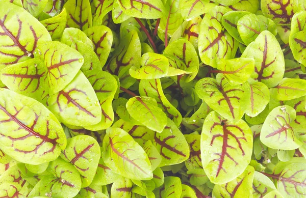 Close Up of a Sorrel Plant — Stock Photo, Image