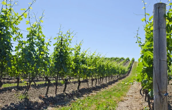 Wijngaard in het voorjaar — Stockfoto