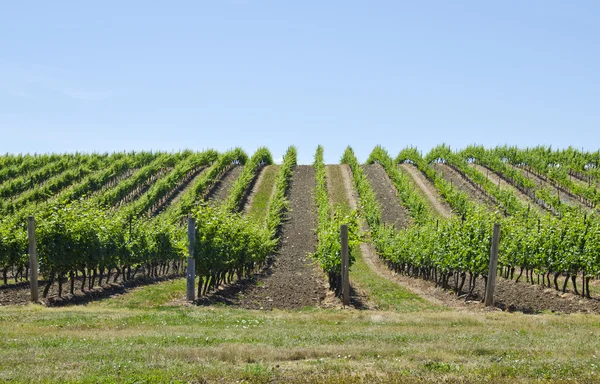 Wijngaard in het voorjaar — Stockfoto