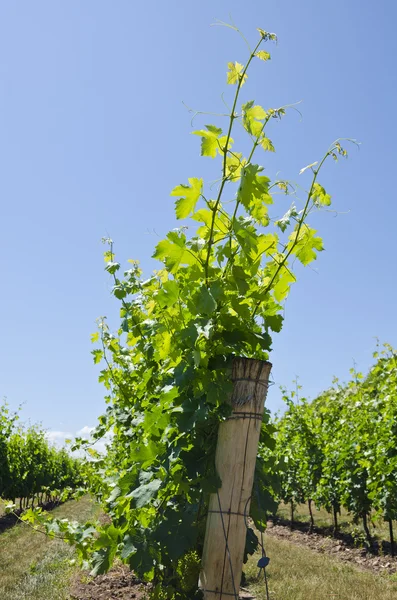 Vineyard in the Summer — Stock Photo, Image