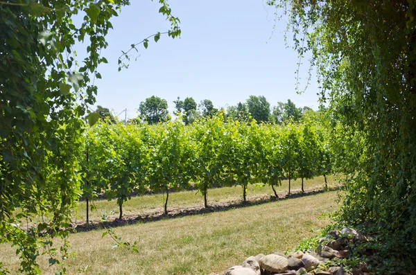 Weinberg im Sommer — Stockfoto