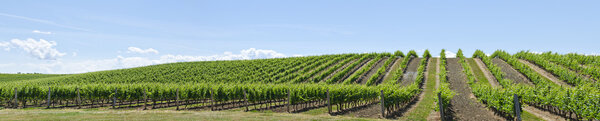 Виноградник Панорама
