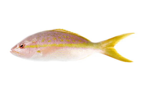 Poisson de vivaneau jaune cru isolé sur blanc — Photo