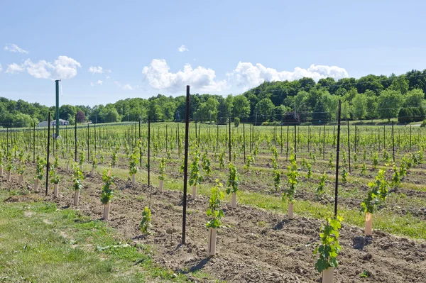 Neu gepflanzte Weinreben in einem Weinberg — Stockfoto