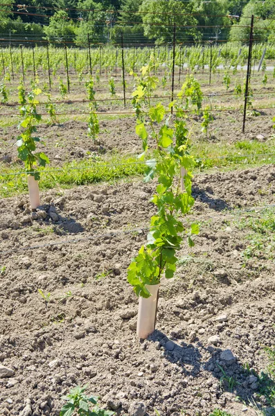 Newly Planted Grape Vines in a Vineyard — Stock Photo, Image