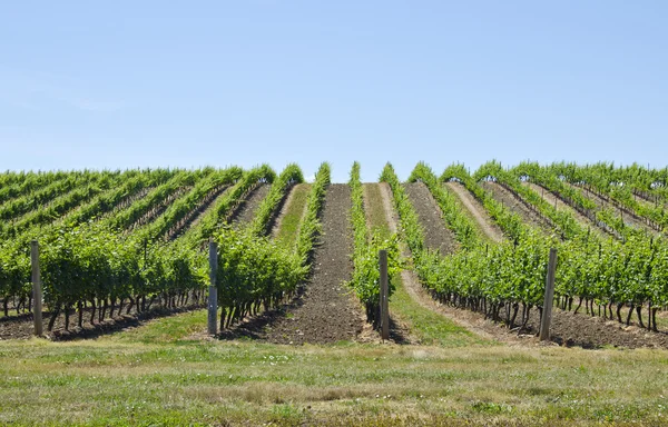 Vineyard in the Spring Stock Picture